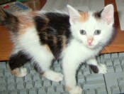 Cheli-4